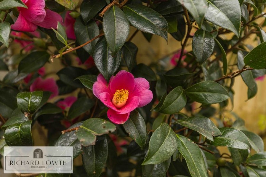 Images for Milton Drive, Poynton EAID:Richard Lowth BID:Richard Lowth & Co